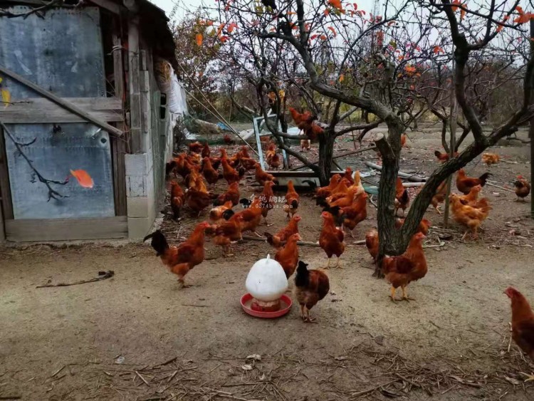 正宗土鸡、野鸭出售,绿色无公害产品! 正宗土鸡、野鸭出售,绿色无公害产品!