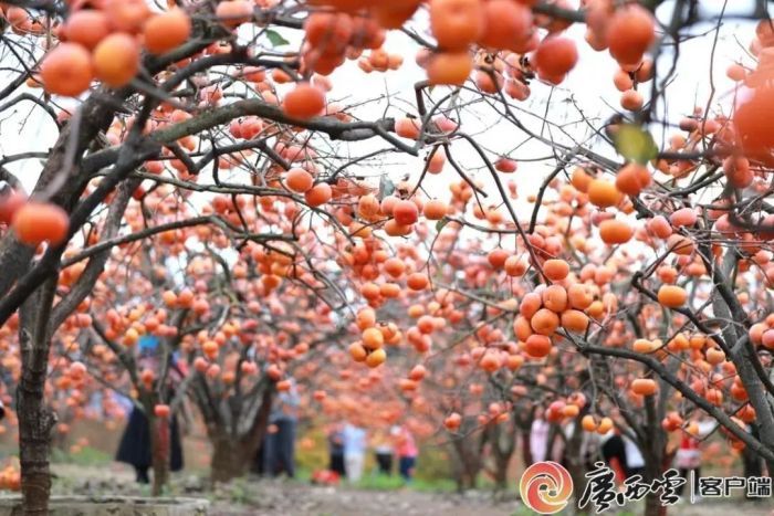 广西2条线路入选全国乡村旅游精品线路!过年打卡攻略请查收 广西2条线路入选全国乡村旅游精品线路!过年打卡攻略请查收